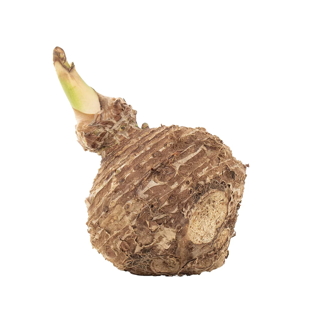 Colocasia Esculenta – bol – Plantler (7)