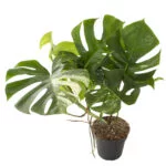 Monstera variegata – medium – Plantje