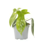Philodendron florida ghost – 12 (4)