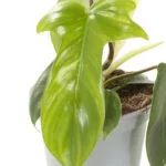 Philodendron florida ghost – close – 12 (4)