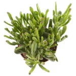 Crassula ovata hobbit – 12 – Plantje (2)
