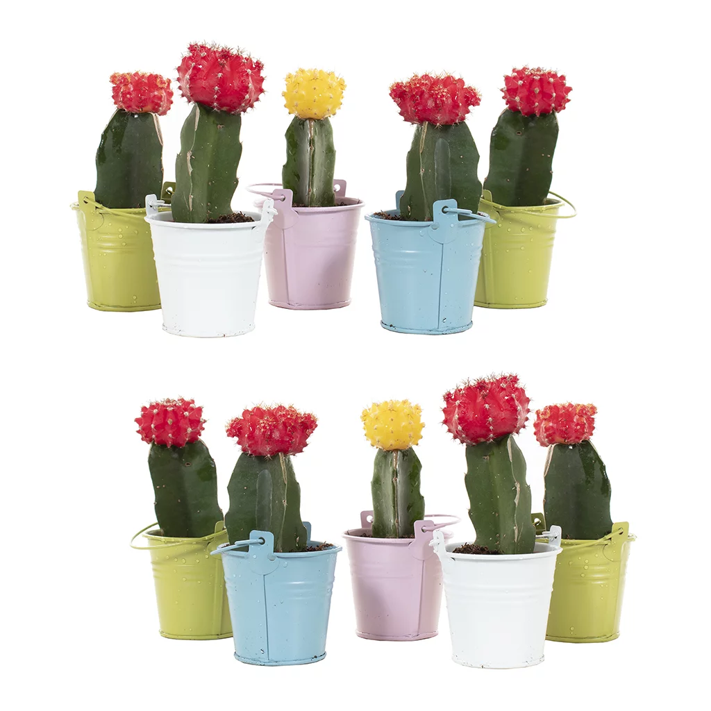 Gymnocalicium in zink – 6 – Plantje (1) 10-pack