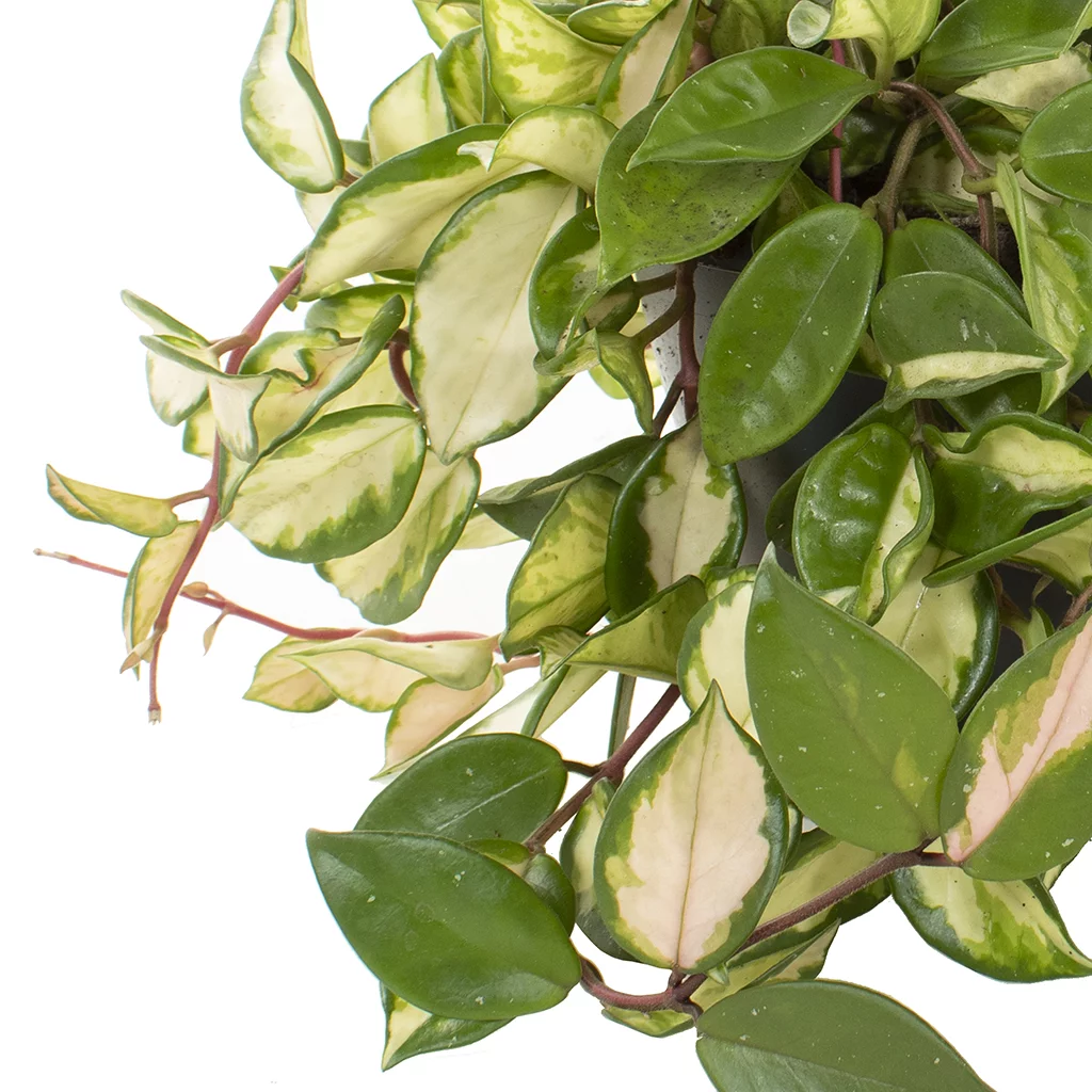 Hoya carnosa tricolor – 19 – Plantje (7)