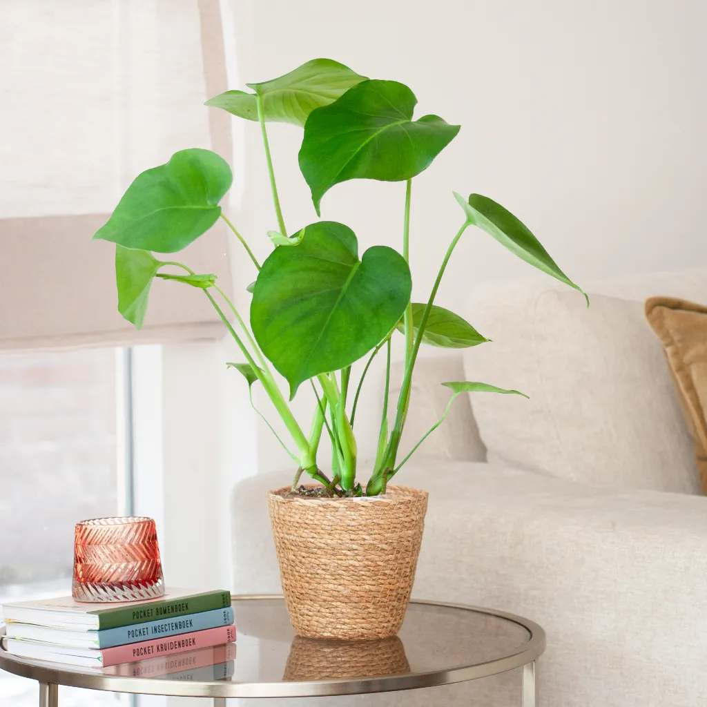 Monstera Deliciosa Gatenplant