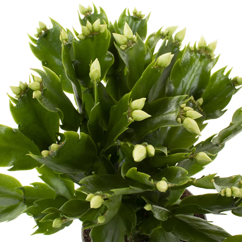 Schlumbergera wit – 12 – plantje (5)