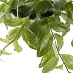 Aeschynanthus Variegata – 14 – Plantje (3)