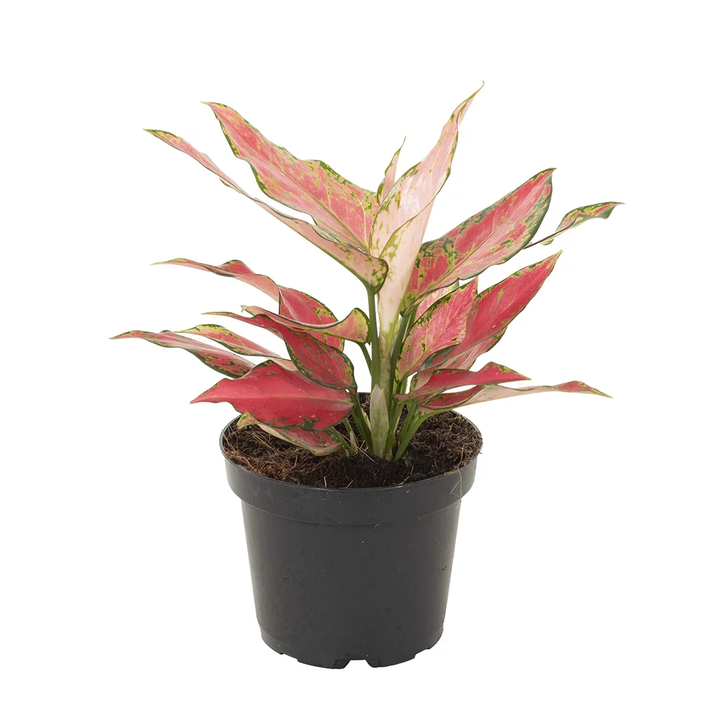 Aglaonema Hybrid red – 12 – Plantje (2)