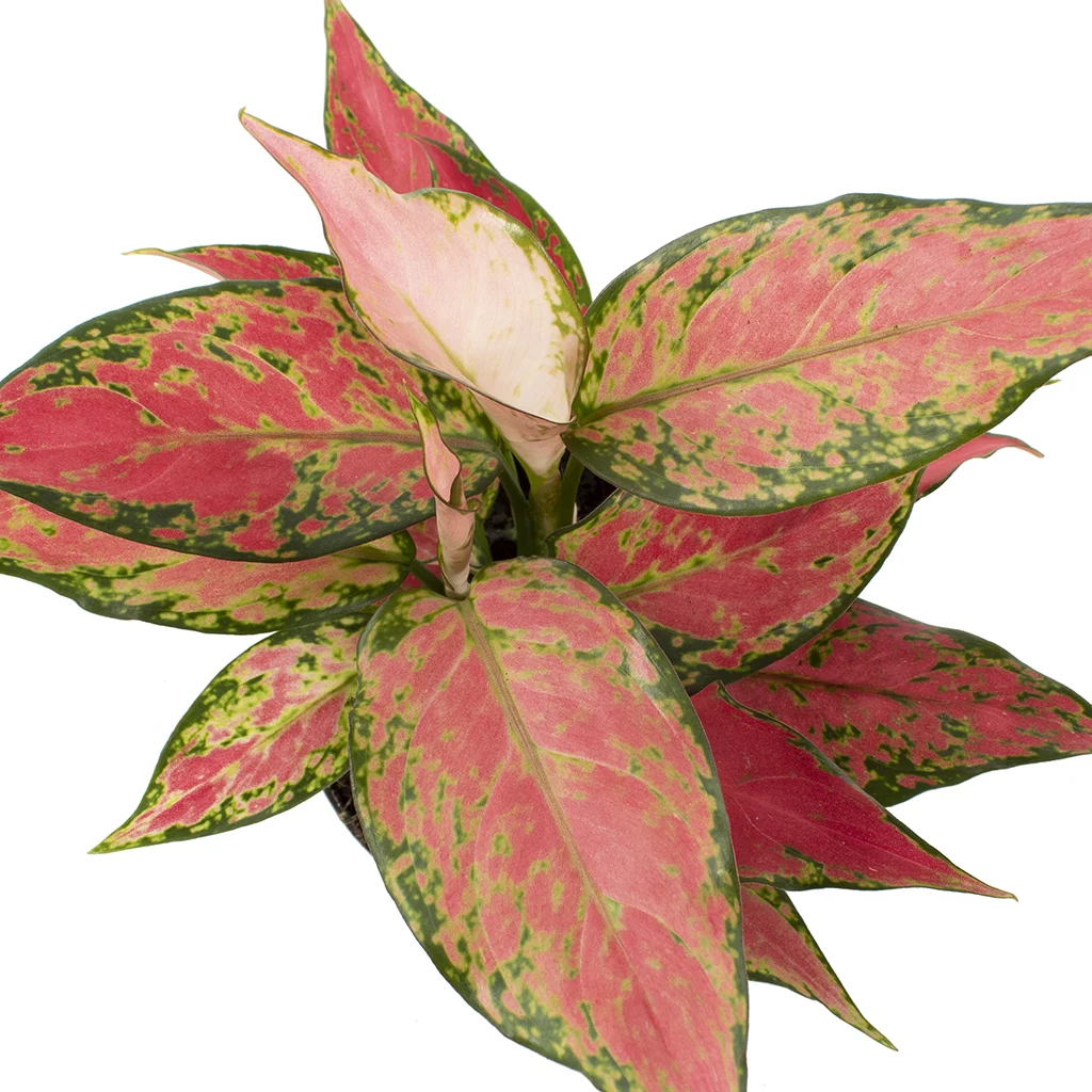 Aglaonema Hybrid red – 12 – Plantje (7)