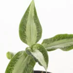 Aspidogyne argentea (Jewel Orchid) – 6 – Plantje (22)