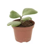 Hoya kerrii – 12 – Plantje (5)