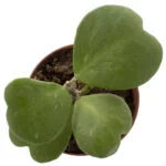 Hoya kerrii – 12 – Plantje (6)
