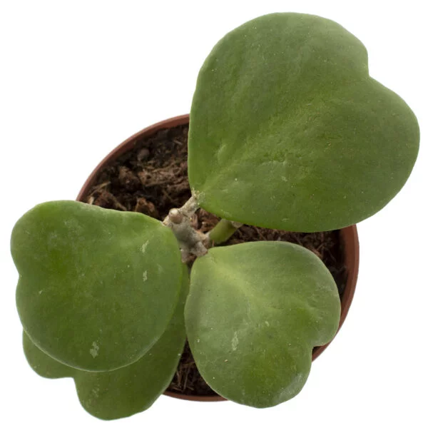 Hoya Kerrii albomarginata plant