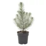 Pinus Pinea met sneeuw – 11 – plantje (1)