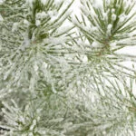 Pinus Pinea met sneeuw – 11 – plantje (4)