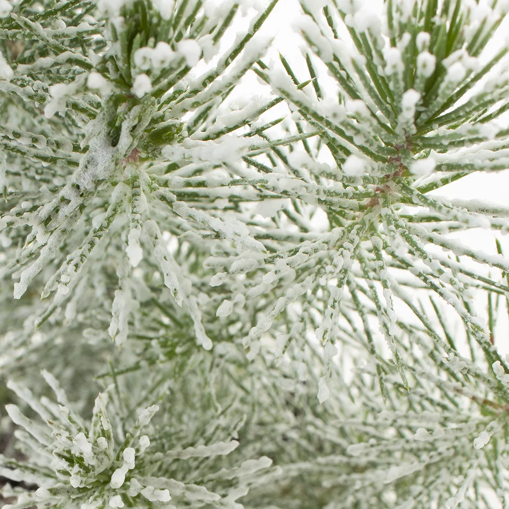 Pinus Pinea met sneeuw – 11 – plantje (4)