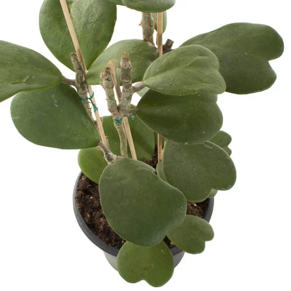 Hoya kerrii plant