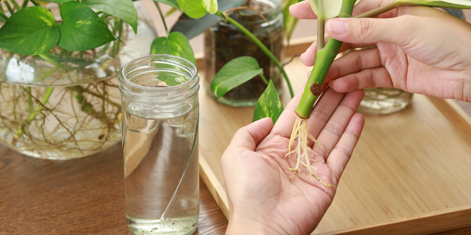 planten stekken