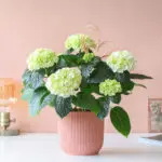 Hart-verwarmende-Hortensia-heart-Plantje-moederdag-perfect-groen-cadeau-vers-van-de-kweker[1024]1