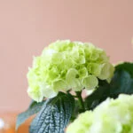 Hart-verwarmende-Hortensia-heart-Plantje-moederdag-perfect-groen-cadeau-vers-van-de-kweker[1024]2