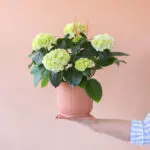 Hart-verwarmende-Hortensia-heart-Plantje-moederdag-perfect-groen-cadeau-vers-van-de-kweker[1024]4