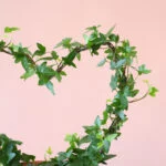 Hedera-Klimop-Hoya-heart-hart-Plantje-moederdag-perfect-groen-cadeau-vers-van-de-kweker[1024]2