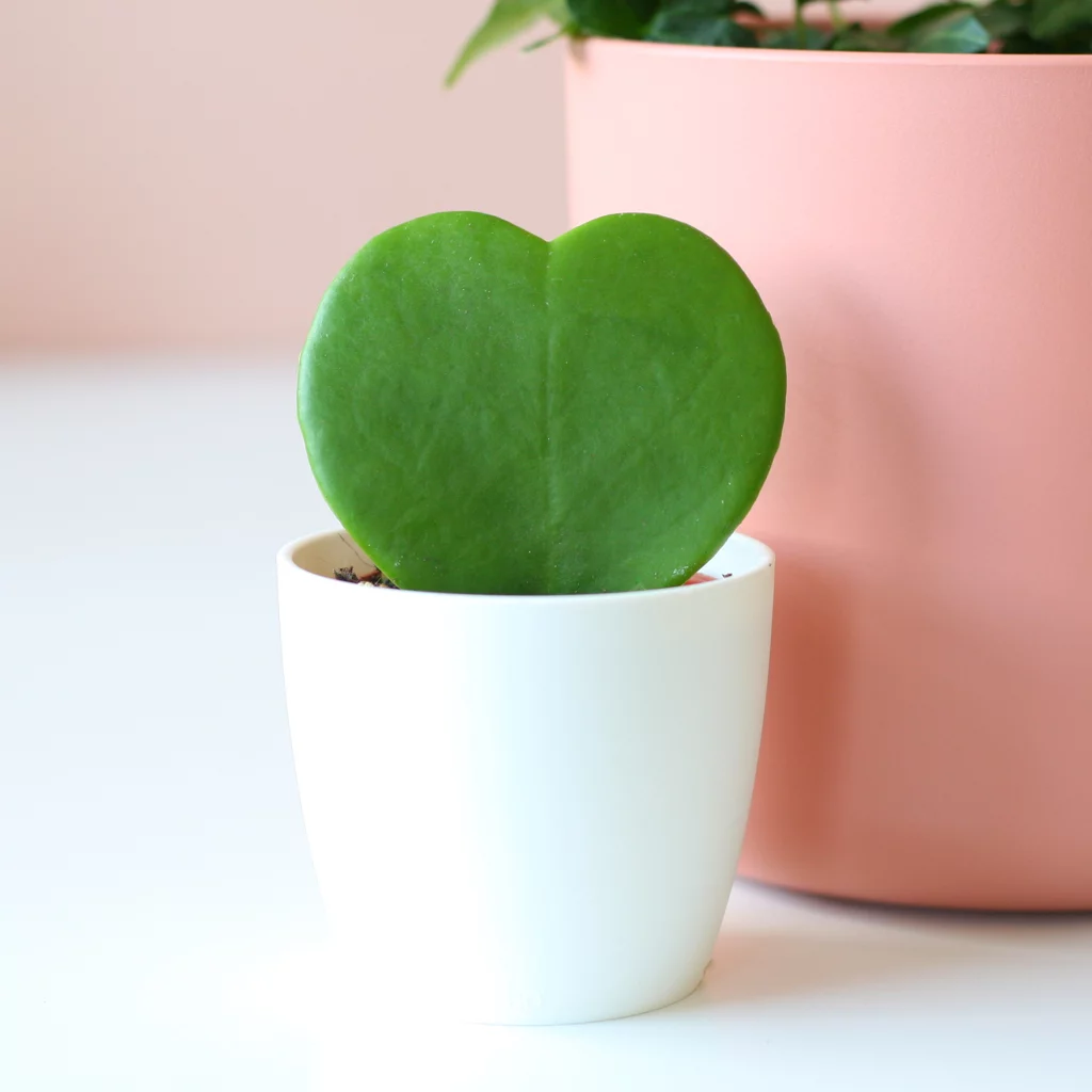 Hedera-Klimop-Hoya-heart-hart-Plantje-moederdag-perfect-groen-cadeau-vers-van-de-kweker[1024]3