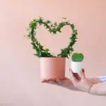 Hedera-Klimop-Hoya-heart-hart-Plantje-moederdag-perfect-groen-cadeau-vers-van-de-kweker[1024]4