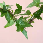 Hedera-Klimop-Hoya-heart-hart-Plantje-moederdag-perfect-groen-cadeau-vers-van-de-kweker[1024]5