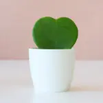Hedera-Klimop-Hoya-heart-hart-Plantje-moederdag-perfect-groen-cadeau-vers-van-de-kweker[1024]6