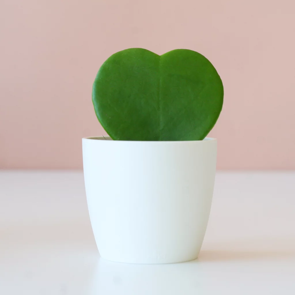 Hedera-Klimop-Hoya-heart-hart-Plantje-moederdag-perfect-groen-cadeau-vers-van-de-kweker[1024]6