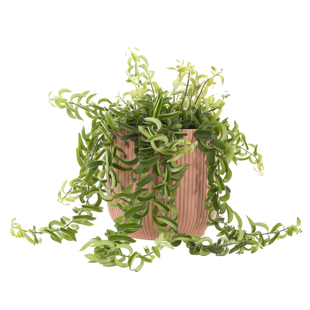 Plantenpot ‘delicate pink’ – (voor potmaat 15) (5)