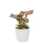Plantenpot ‘silky white’ – (voor potmaat 6) (3)