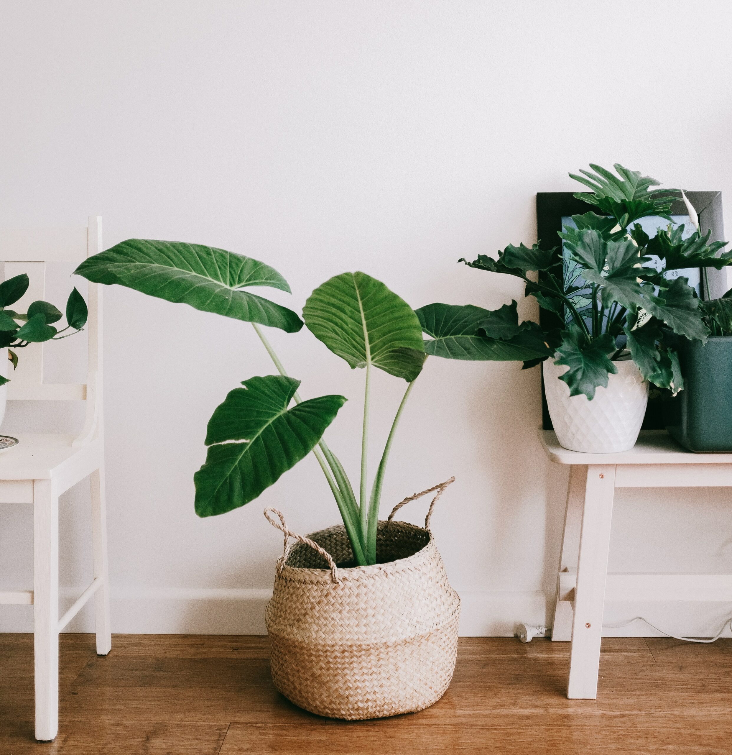 Planten licht hebben? 8 perfecte planten voor jou! - Plantje.nl