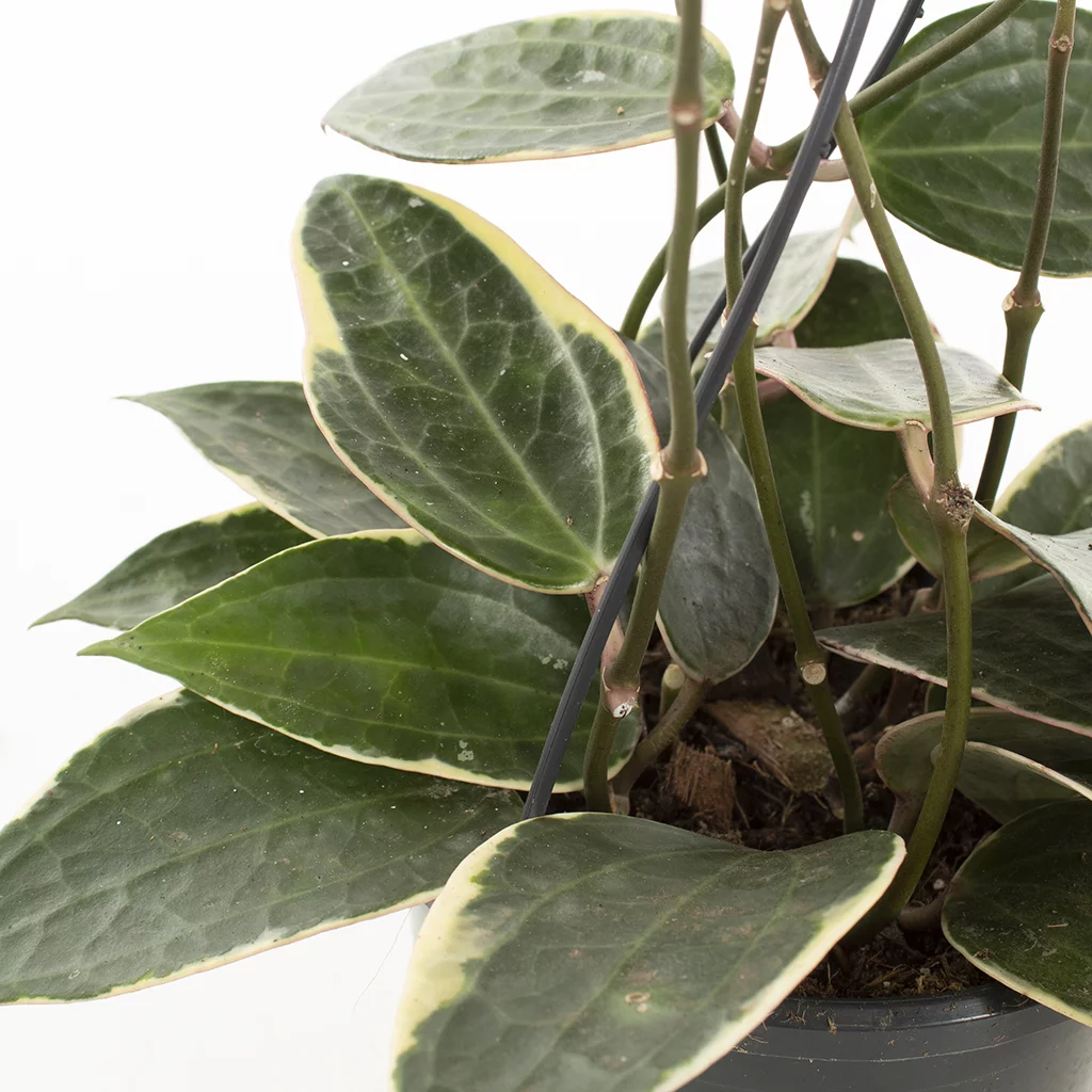 Hoya Macrophylla – 15 (4)