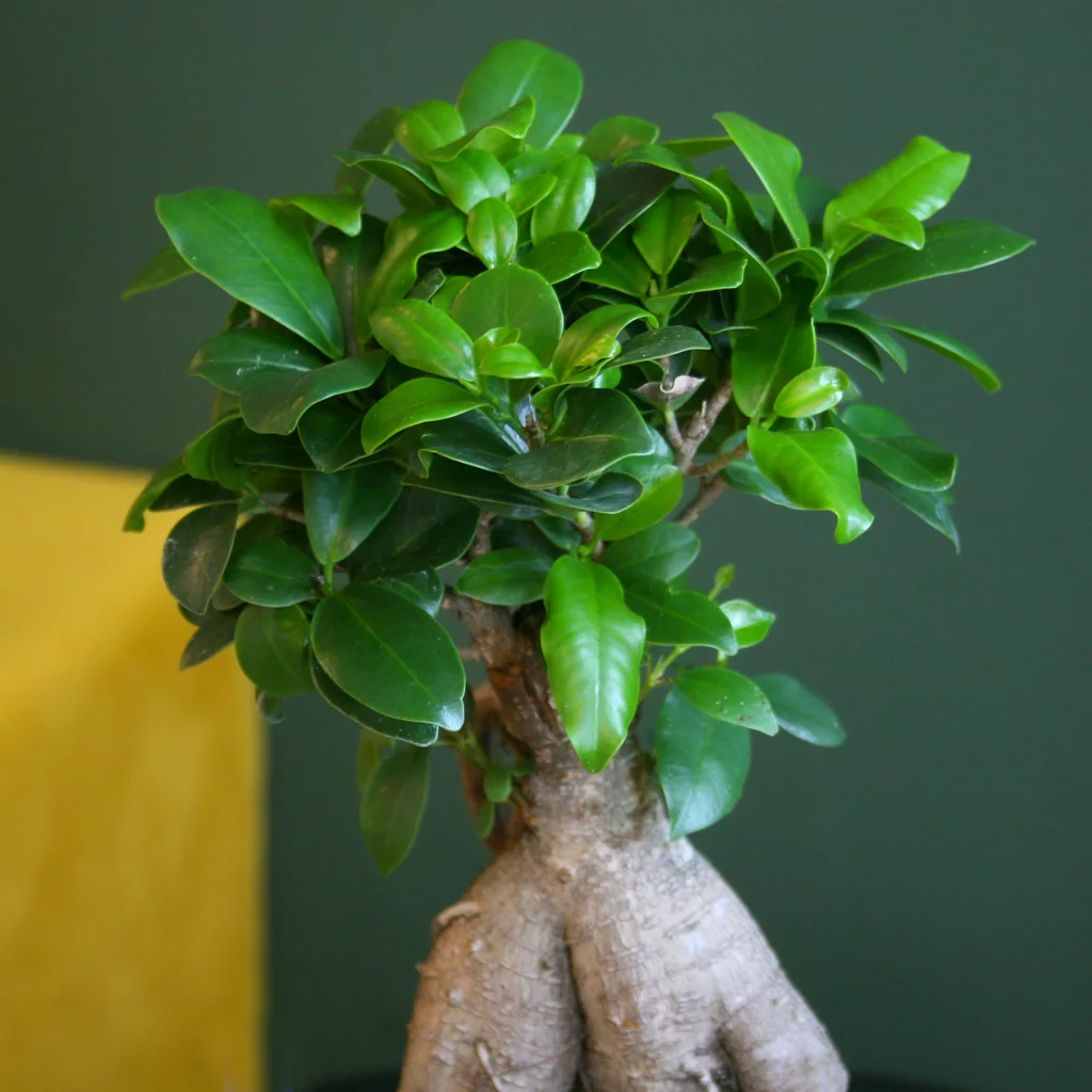 Ficus Ginseng-2