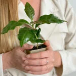 Coffea-arabica-koffie-plant