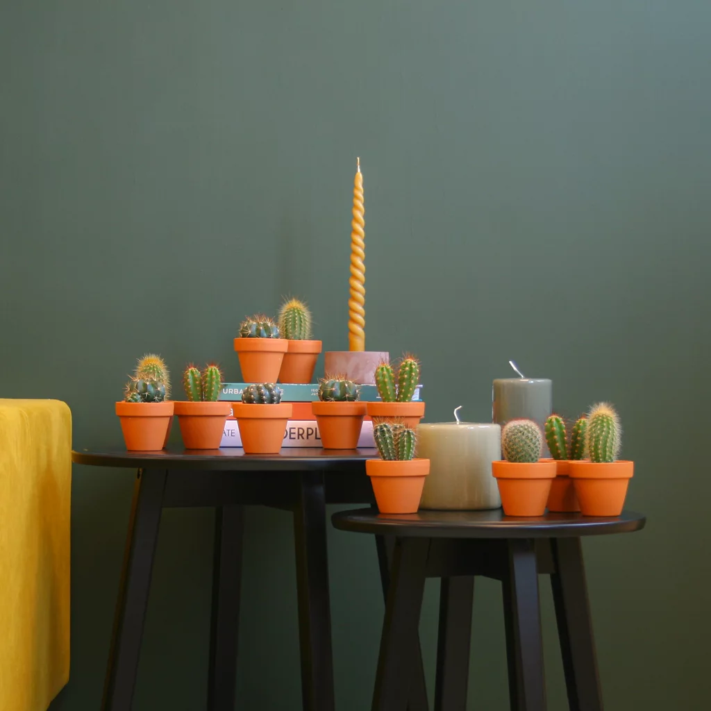 Mini Cactus-1