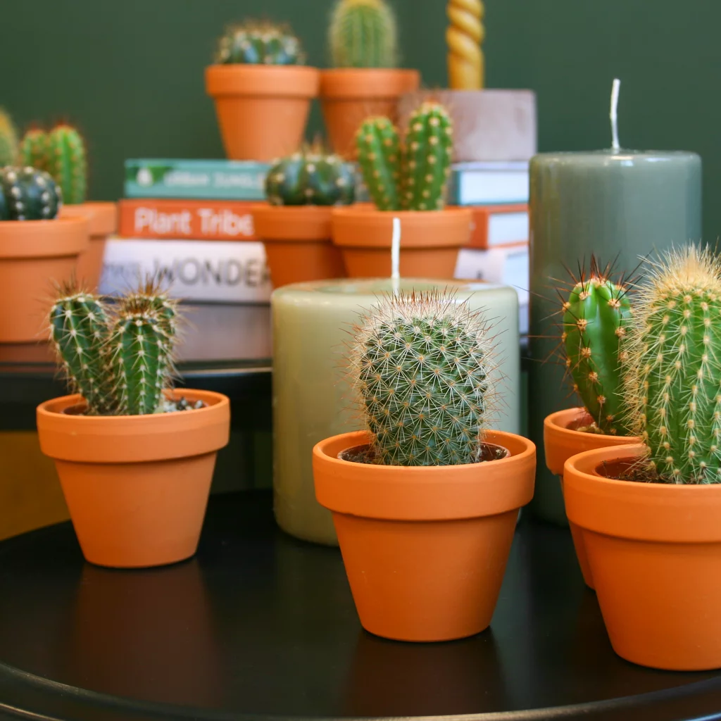 Mini Cactus-4