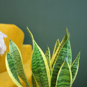 Sansevieria Laurentii