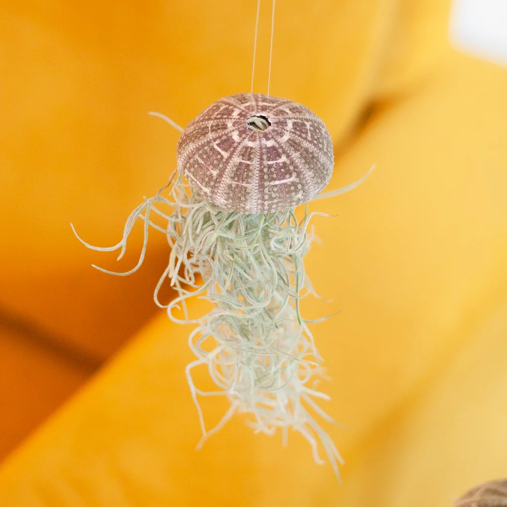 Tillandsia Medusa jellyfish