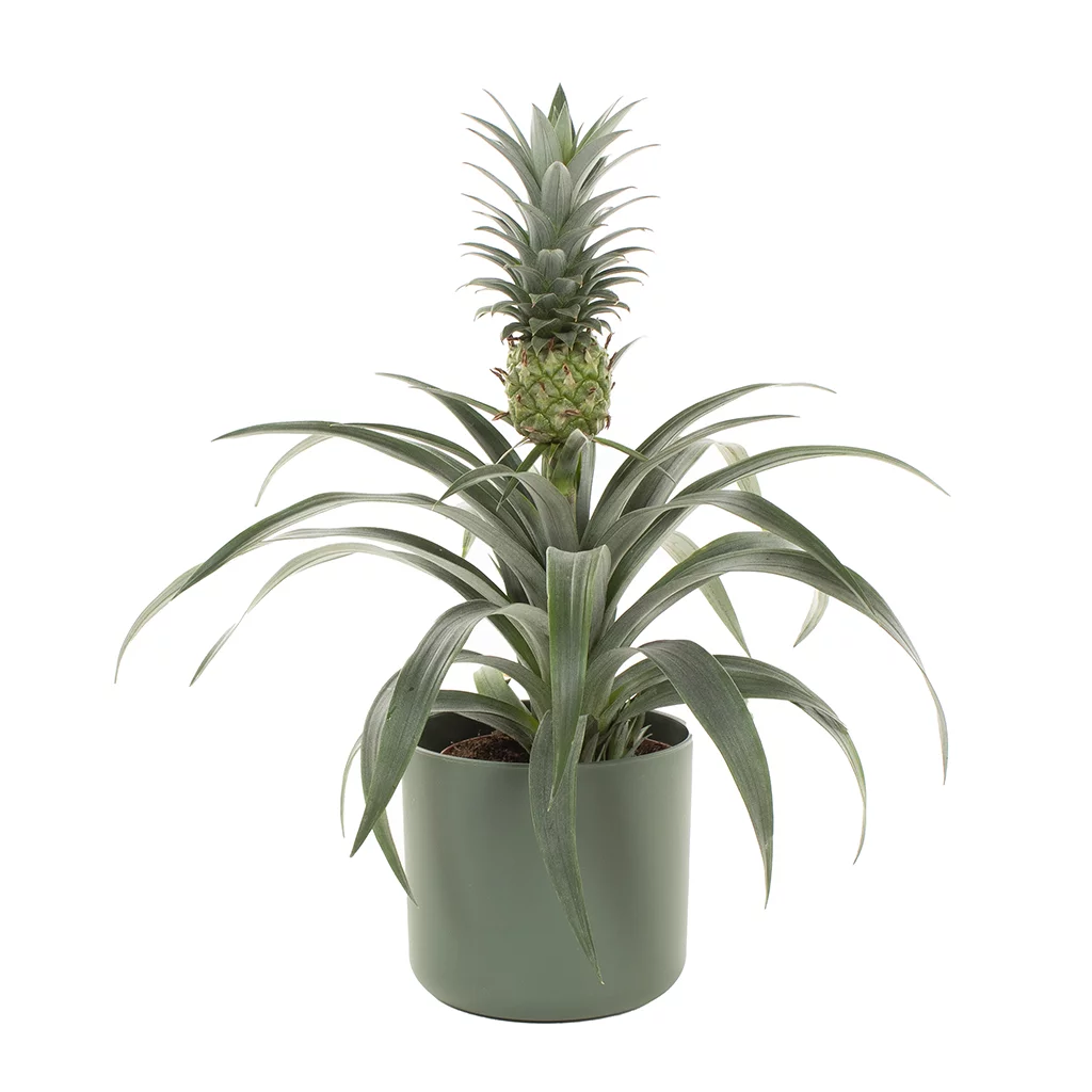 (M)ananasplant groene pot