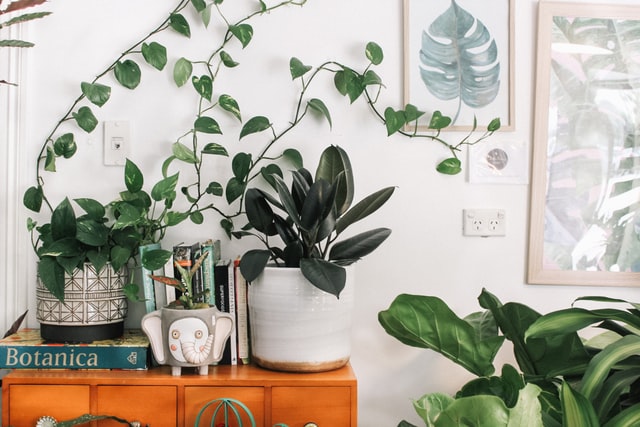 wij bestrating slecht Klein budget? Deze goedkope kamerplanten haal je voor een prikkie in huis!  - Plantje.nl