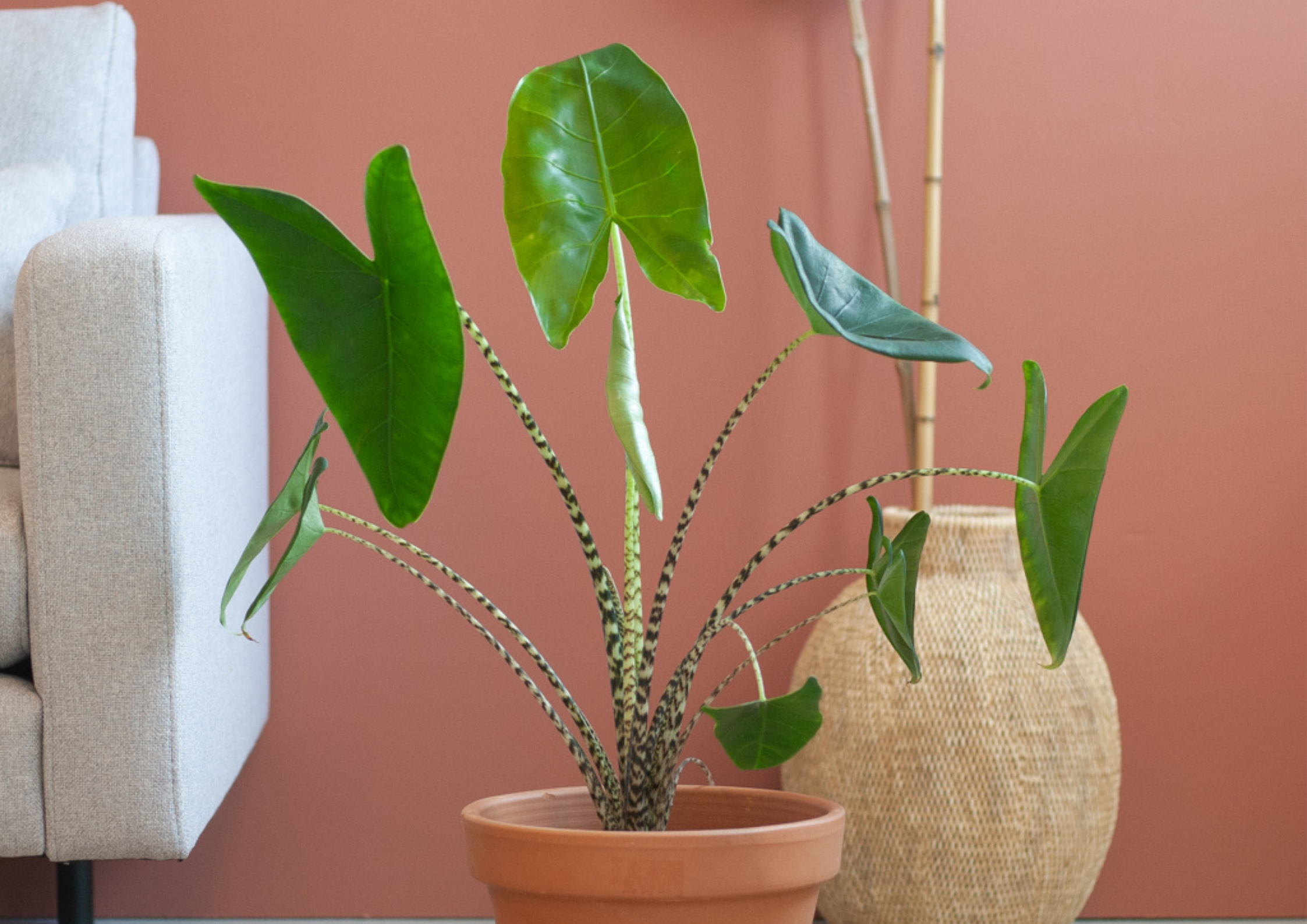 Alocasia zebrina