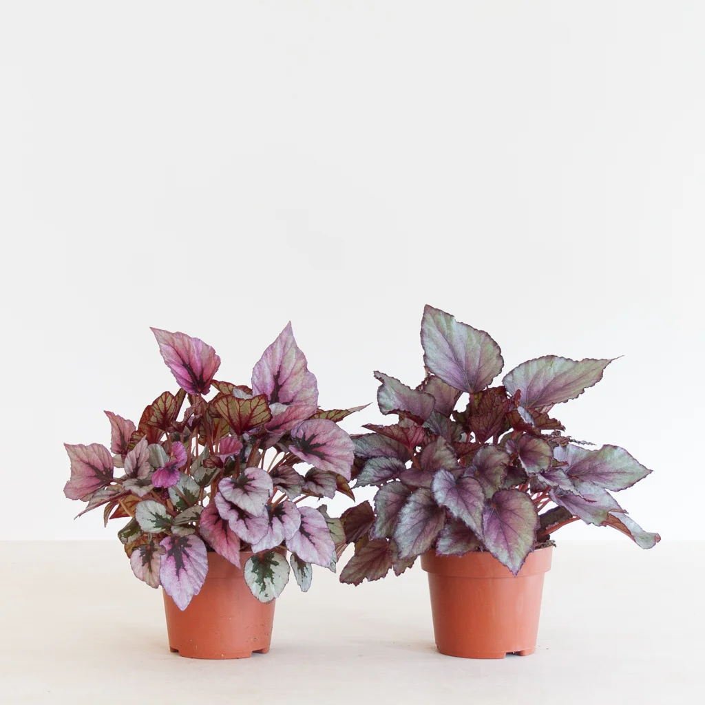 Begonia Beleaf Duo p12 – 1