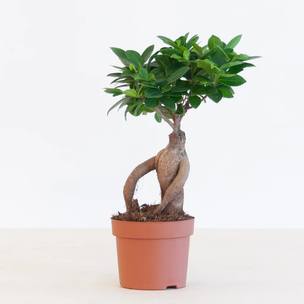 Bonsai Ficus Ginseng p 12 – 1
