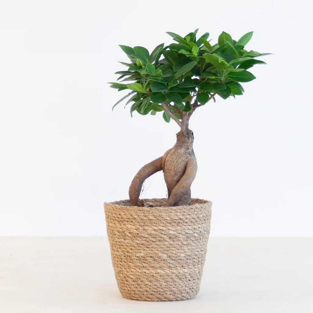 Bonsai Ficus Ginseng p12 – 2