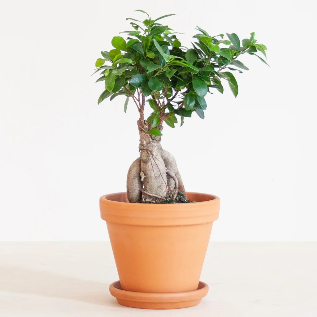 Bonsai Ficus Ginseng p17 – 1