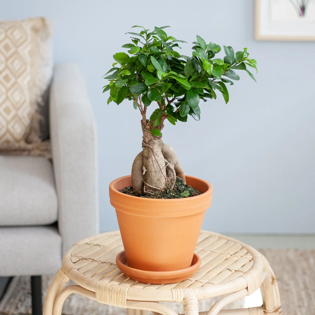 Bonsai Ficus Ginseng p17 – Lifestyle