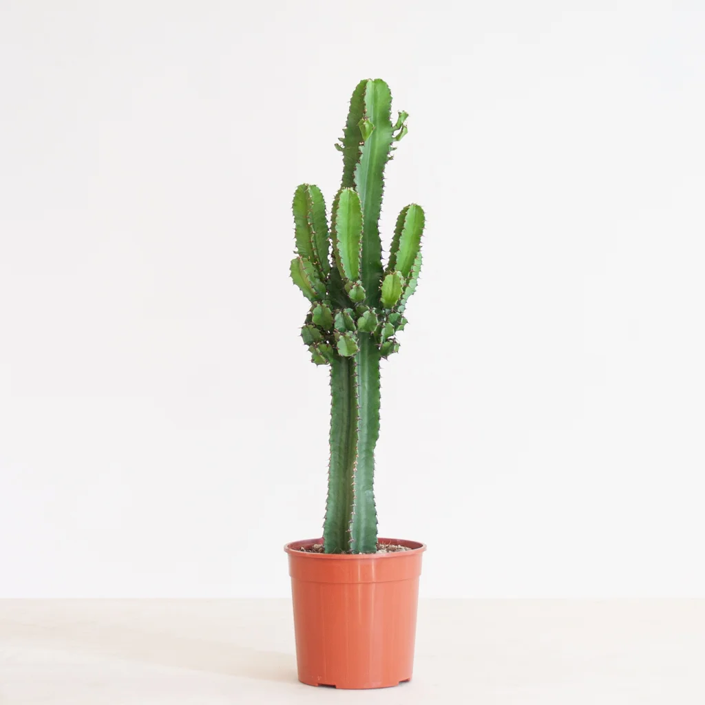 Cactus Euphorbia p17 -2
