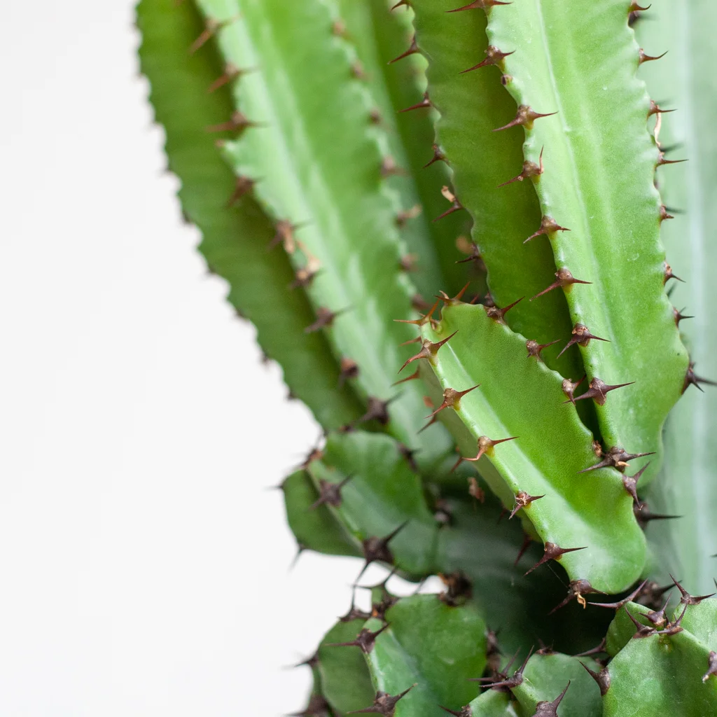 Cactus Euphorbia p17 – 5
